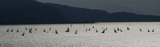 general sound of mull whw12pnrb fri rmc 3343